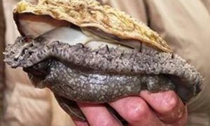 Great Economic News for Overstrand Aquaculture